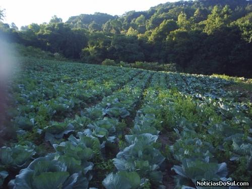 Plantação de couve orgânica (Foto: Juares)