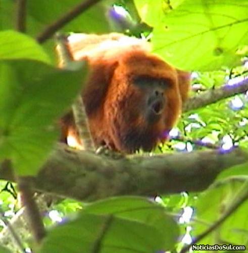 bugio (Foto: INTERNET)