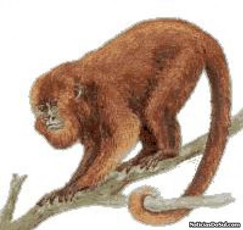 bugio (Foto: INTERNET)