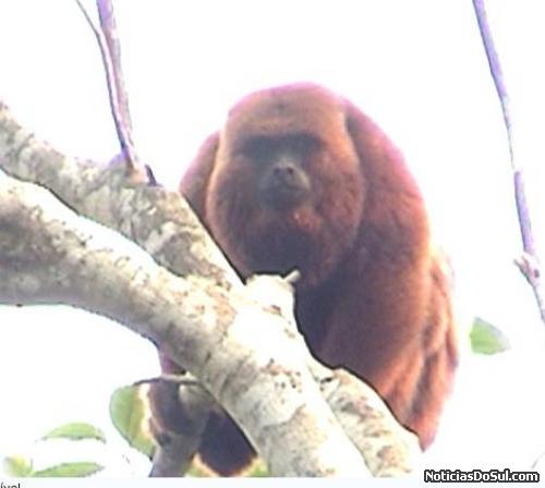 bugio (Foto: INTERNET)