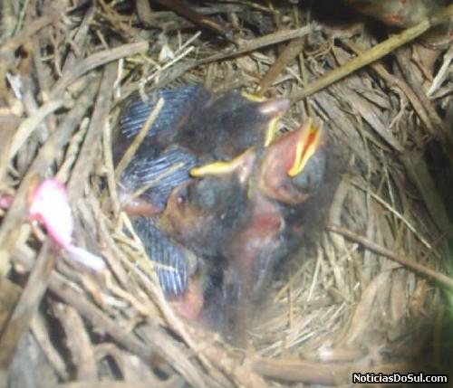 tico-ticos nasceram nas dependências da SMEC (Foto: Beto Valansuelo - arquivos SMEC)