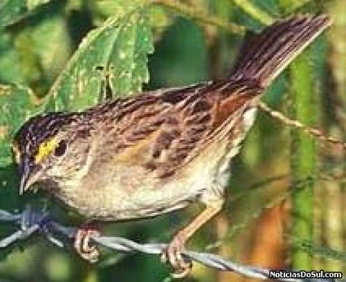 a humanidade deve aprender a preservar o que ainda existe (Foto: internet)