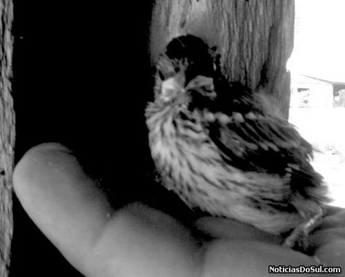 um deles um pouco mais crescidos (Foto: Beto Valansuelo - arquivos SMEC)