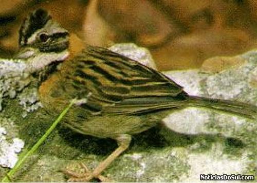 um belo pássaro! (Foto: internet)