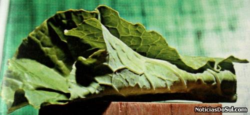 couve (Foto: arquivos da biblioteca)