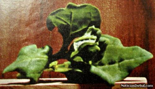 espinafre (Foto: arquivos da biblioteca)