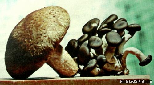 cogumelos (Foto: arquivos da biblioteca)
