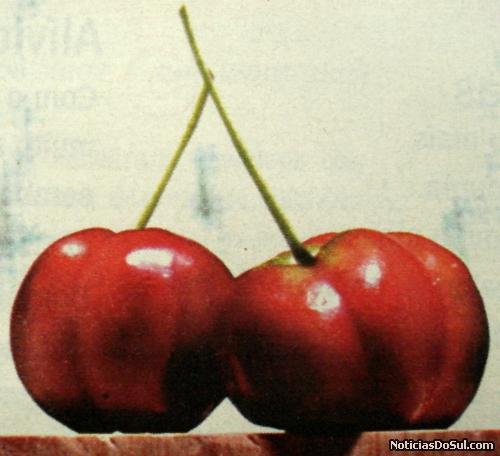 pitanga (Foto: arquivos da biblioteca)