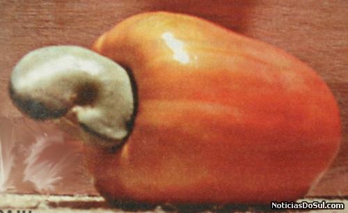 cajú (Foto: arquivos da biblioteca)