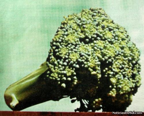 brócolis (Foto: arquivos da biblioteca)