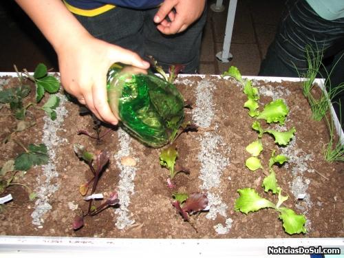 As pequenas mudas necessitam ser regadas para resistirem (Foto: romildo)