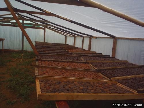 Melhorando a secagem dos figos antes de embalar (Foto: divulga PMB)