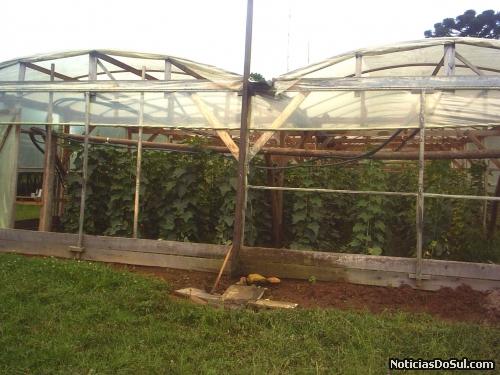 Produção de pepinos em estufas, produz um maior rendimento (Foto: divulga PMB)