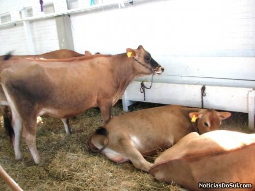 Exposição do gado Jersey, embora em menor quantidade mostra a qualidade deste gado para a produção leiteira (Foto: romildo)
