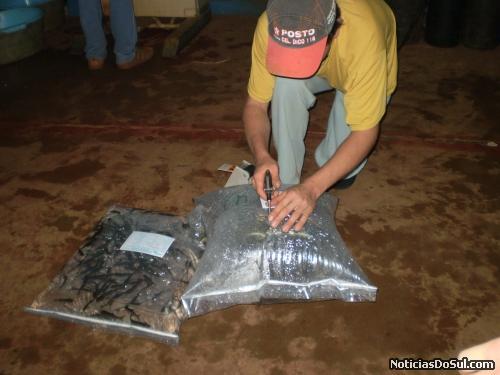 Alevinos (Foto: João Canisio Hoffmann)