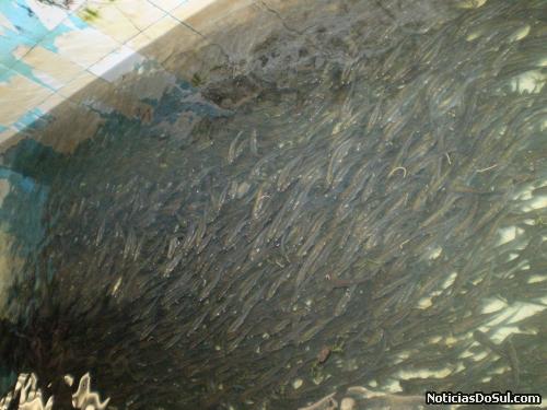 Alevinos (Foto: João Canisio Hoffmann)