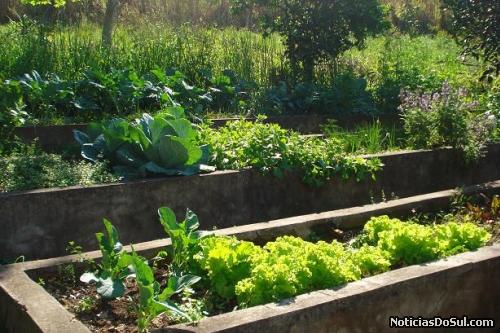 A horta também auxilia na aprendizagem, conhecendo melhor os alimentos (Foto: divulga-sp)
