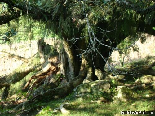 A ação do tempo rovoca estragos na figueira tricentenária (Foto: Divulgação)