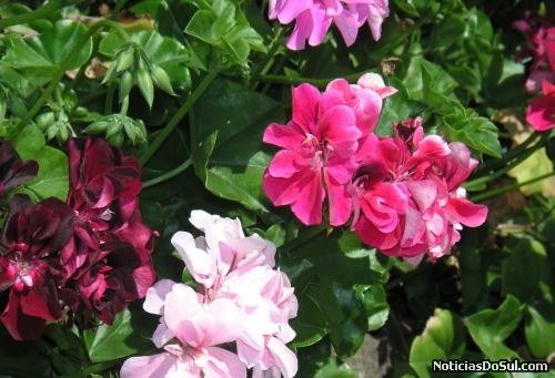 Gerânios, a flor símbolo do municípo de Barão é cultivada na imensa maioria dos jardins e locais públicos (Foto: Arquivo)